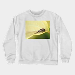 Tiny weevil beetle identified as Sciopithes obscurus - Obscure Root Weevil Crewneck Sweatshirt